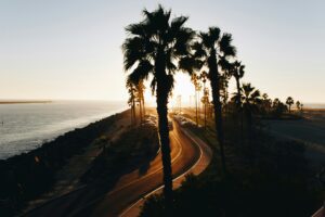 california beach with palm trees